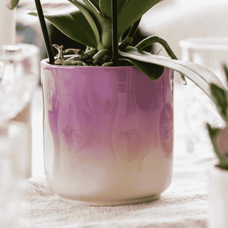 Kolibri Orchids | Paarse Phalaenopsis Orchidee - Mineral Vienna in Gradience Sierpot Lila met Giftbox - Ø9 cm