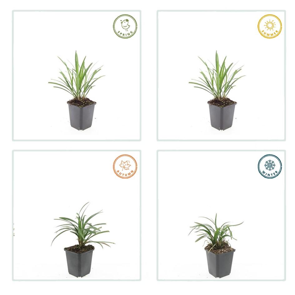 60x Liriope muscari 'Ingwersen' - ↕10-25cm - Ø9cm