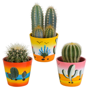 Cactus mix 8.5 cm - 3x - in Mexicaanse pot