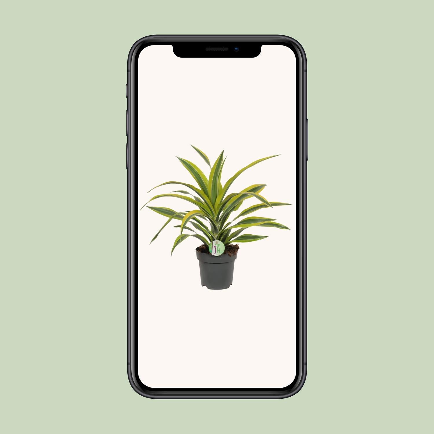 Dracaena Fragrans Citron Lime - Ø17cm - ↕40cm