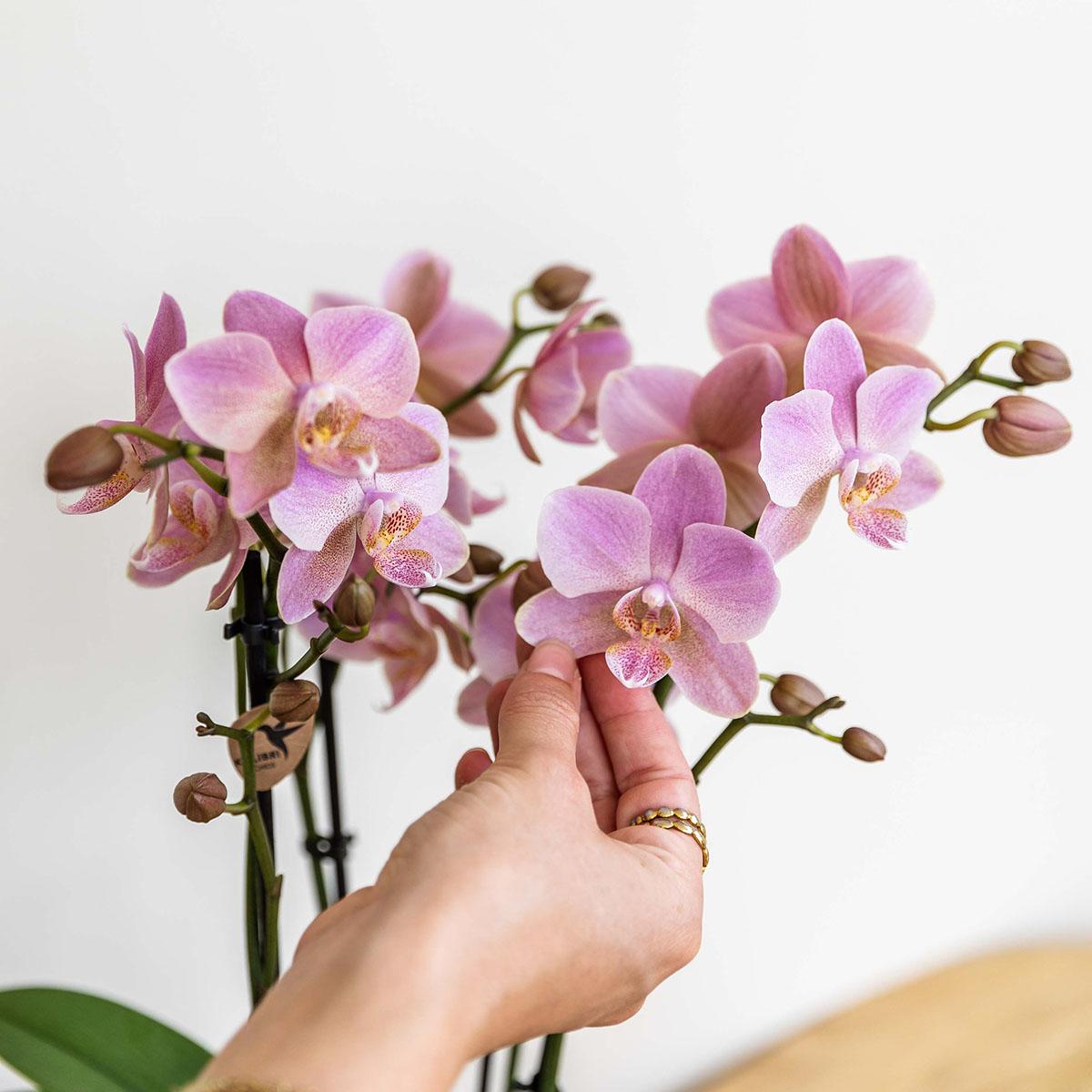 Kolibri Orchids | Orchidea Phalaenopsis rosa antico - Jewel Treviso - Dimensioni vaso Ø12cm | Pianta da appartamento fiorita - Fresca dal coltivatore