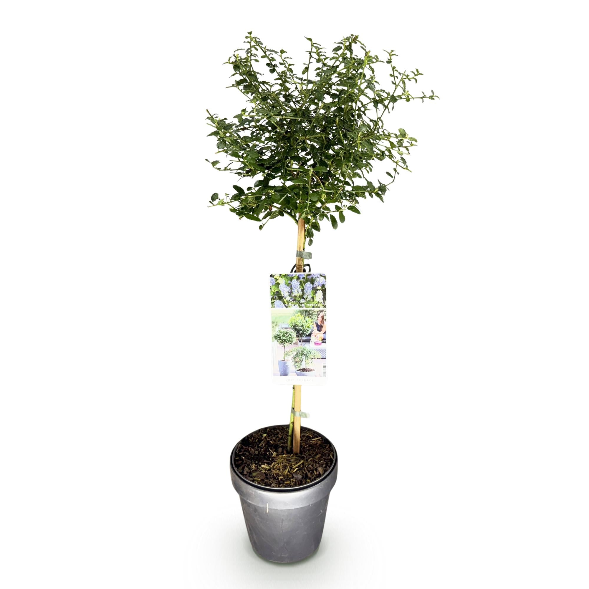 Ceanothus thyrsiflorus Repens - Terras Plant - Bladhoudend - Winterhard - Paarse Bloem - Pot 19cm Hoogte 90cm