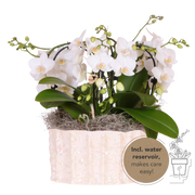 Kolibri Orchids | Witte Jungle Bouquet Niagara Fall in Oyster Dish