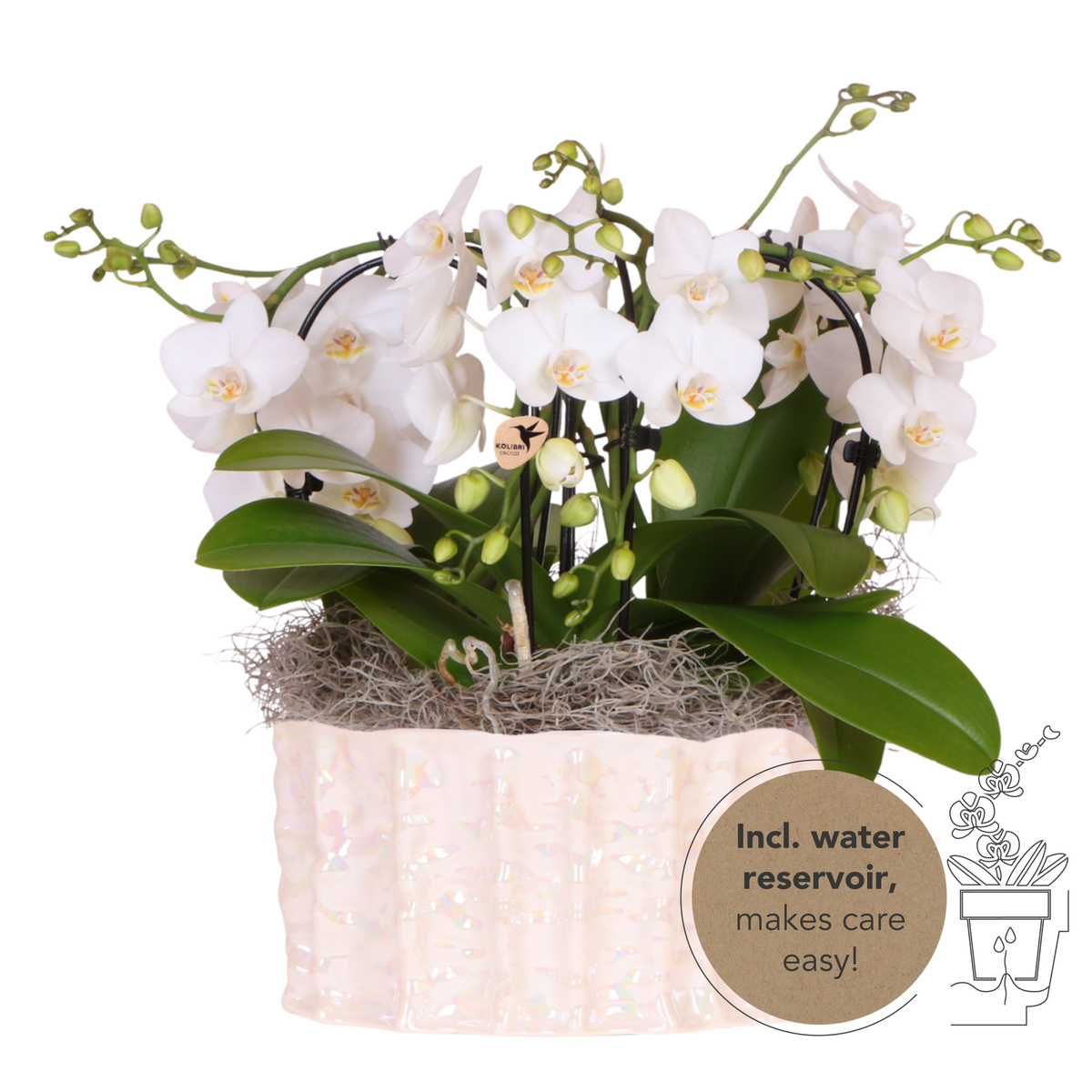 Kolibri Orchids | Witte Jungle Bouquet Niagara Fall in Oyster Dish