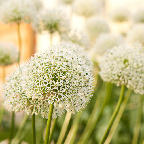 White Giant – Allium-Zwiebeln, 5 Stück