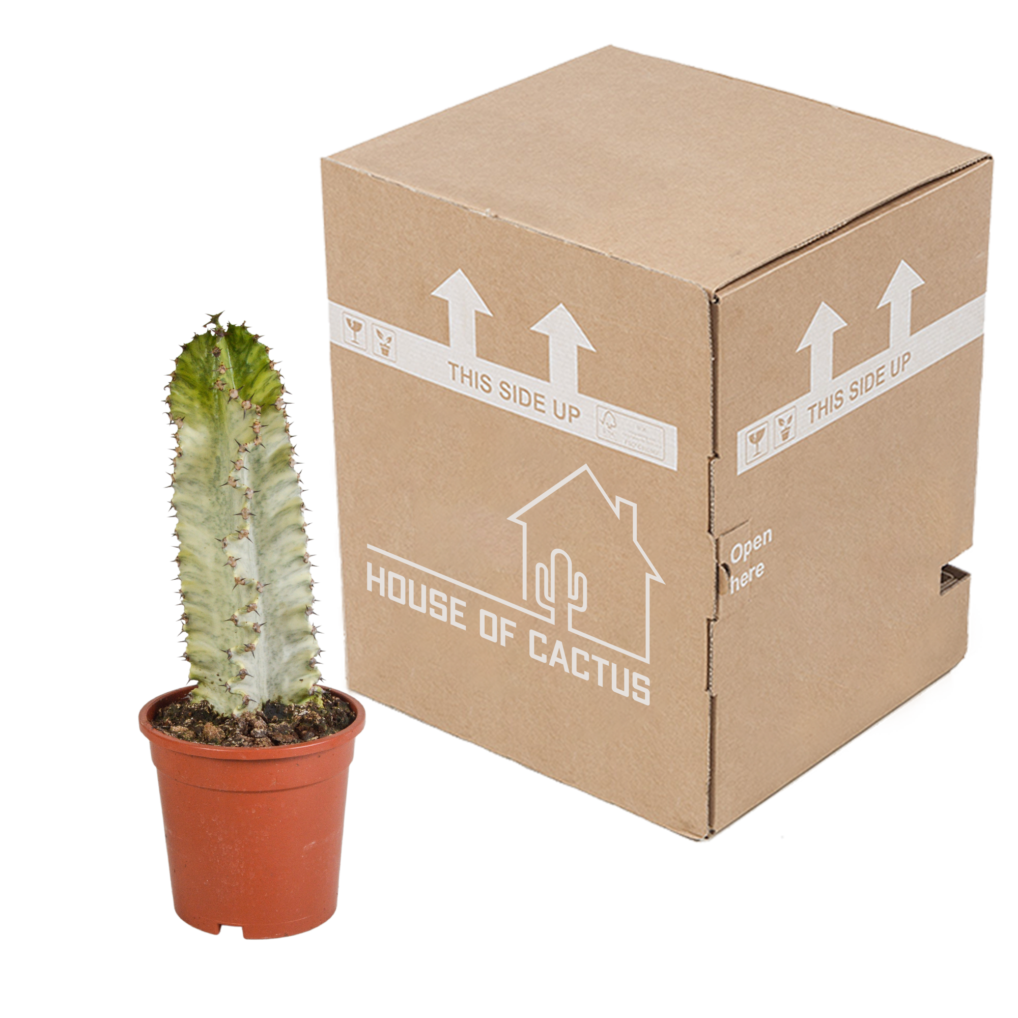 Euphorbia marmorata 17 cm