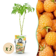 Framboos - Rubus idaeus Fallgold - Winterhard - 3 Planten - Pot 9 cm - Gele Framboos