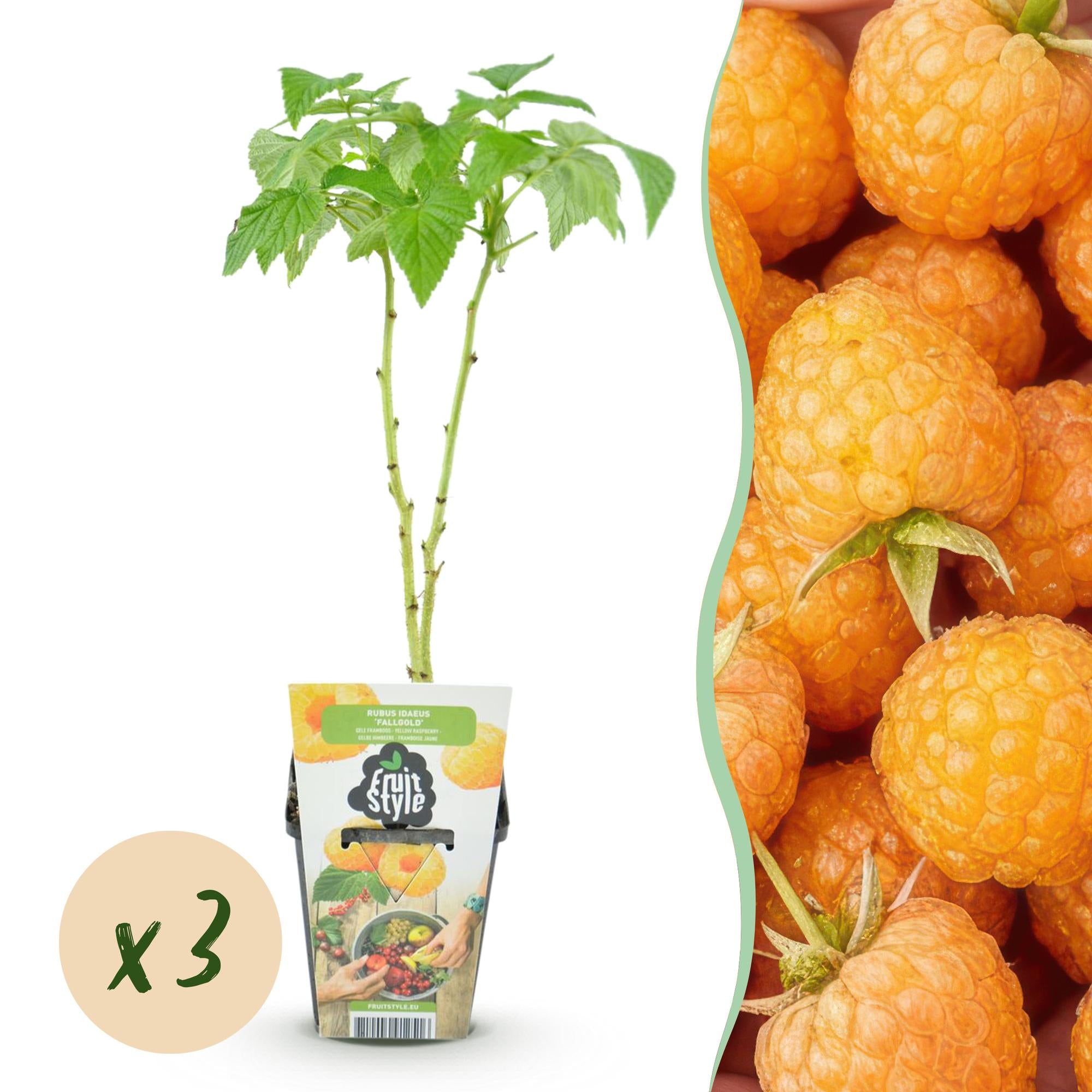 Framboos - Rubus idaeus Fallgold - Winterhard - 3 Planten - Pot 9 cm - Gele Framboos