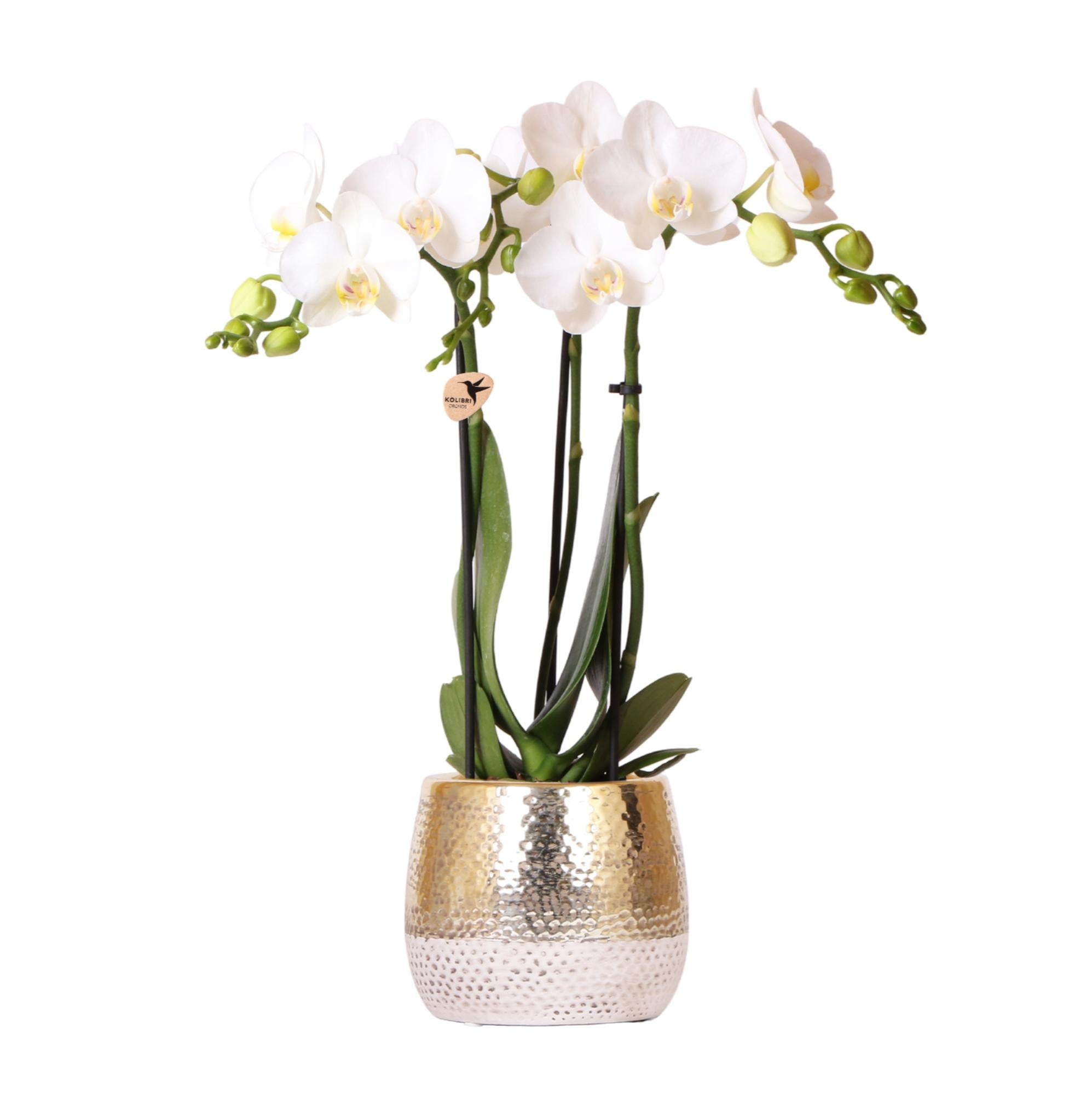 Kolibri Orchideen | Weiße Phalaenopsis-Orchidee – Amabilis + Elite-Topf Gold – Topfgröße Ø 9 cm – 40 cm hoch | Blühende Zimmerpflanze im Blumentopf – frisch vom Züchter