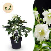 Lenten Rose - Helleborus orientalis Double Ellen White - Witte Bloem -2 Planten - Groenblijvend - Pot 14cm Hoogte 35cm