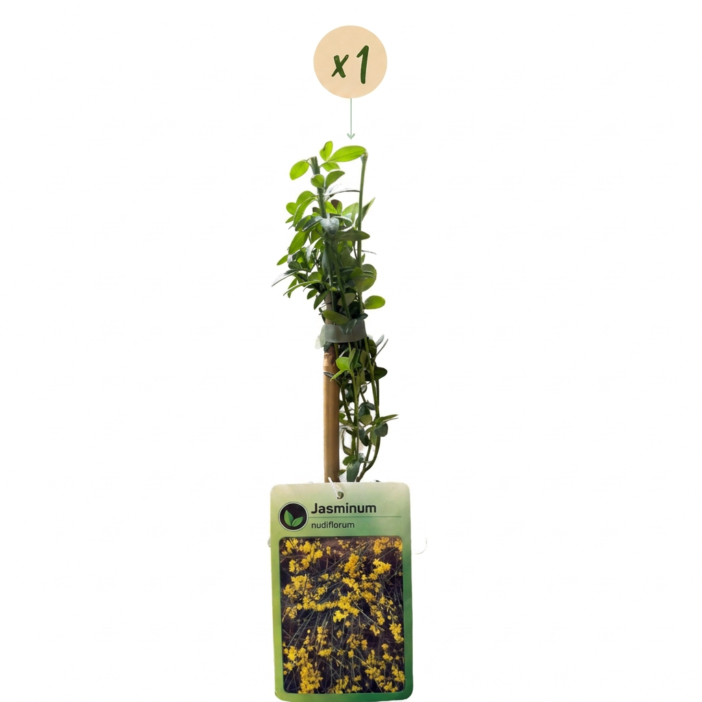Jasminum nudiflorum - Winterjasmijn - Geel - Klimplant - Ø9cm - ↕35cm