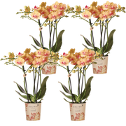 Kolibri Orchids | Combi Deal - 4 Oranje Phalaenopsis Orchideeën Mineral Jamaica - Ø9 cm