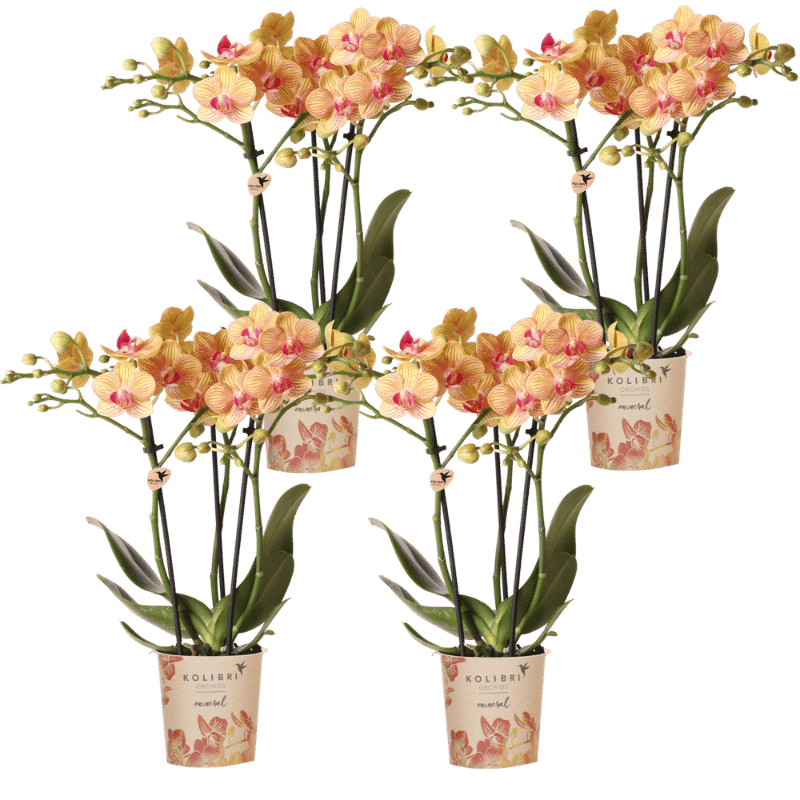 Kolibri Orchids | Combi Deal - 4 Oranje Phalaenopsis Orchideeën Mineral Jamaica - Ø9 cm