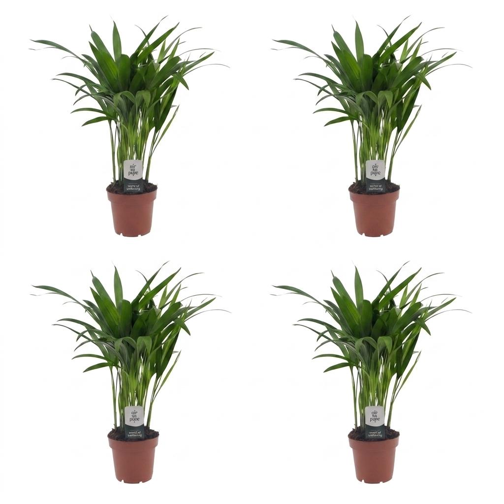 Areca Lutescens - Goudpalm - 4x - Pot 12cm - Hoogte - 45cm