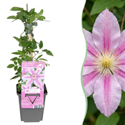 Clematis Nelly Moser - Bosrank Nelly Moser 6x - Wit - Roze - Klimplant - Ø9cm - ↕35cm
