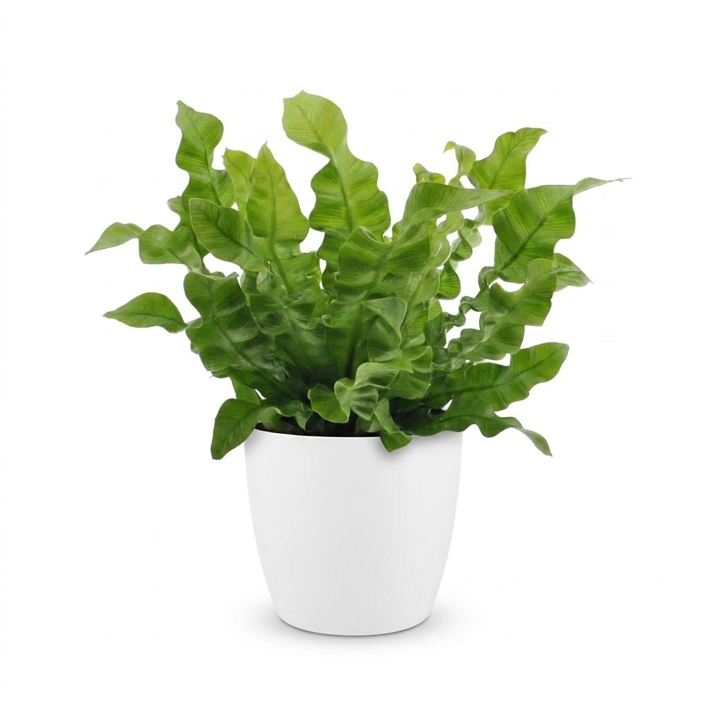 Asplenium Crispy Wave - Asplenium Crispy Wave - met Potter Wit - Pot 12cm - Hoogte - 30cm