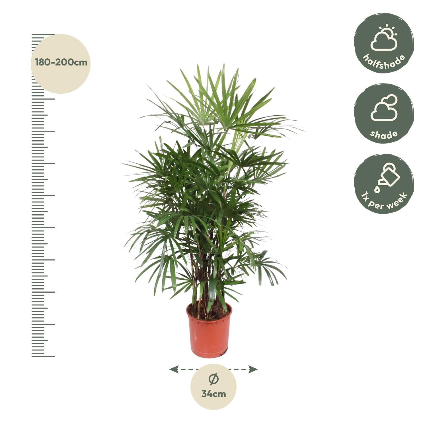 Rhapis Excelsa – 190 cm – ø34