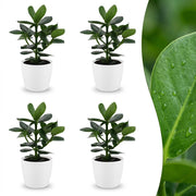 Clusia Princess - Clusia - 4x - met Potter Wit - Pot 12cm - Hoogte - 40cm