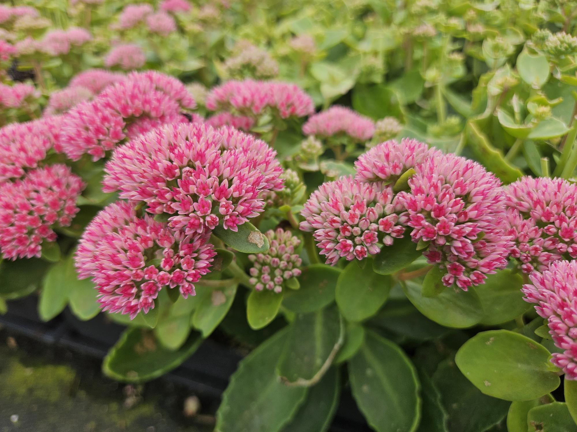 60 Sedum 'Herbstfreude' - ↕10-25cm - Ø9cm