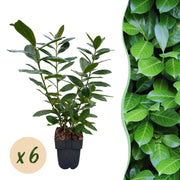 Green boutiQ – Heckenpflanzen – Prunus laurocerasus Novita – grünblättrig – 6 Pflanzen – 1 laufender Meter – immergrün – Topf 17 cm, Höhe 50 cm