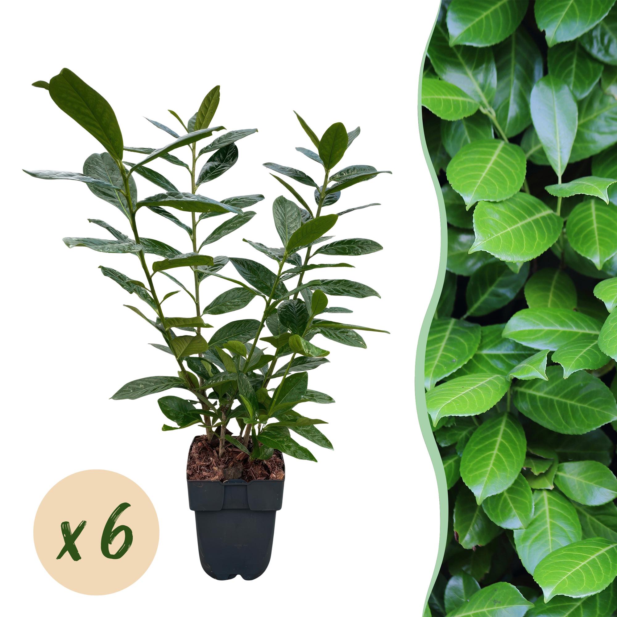 Green boutiQ – Heckenpflanzen – Prunus laurocerasus Novita – grünblättrig – 6 Pflanzen – 1 laufender Meter – immergrün – Topf 17 cm, Höhe 50 cm