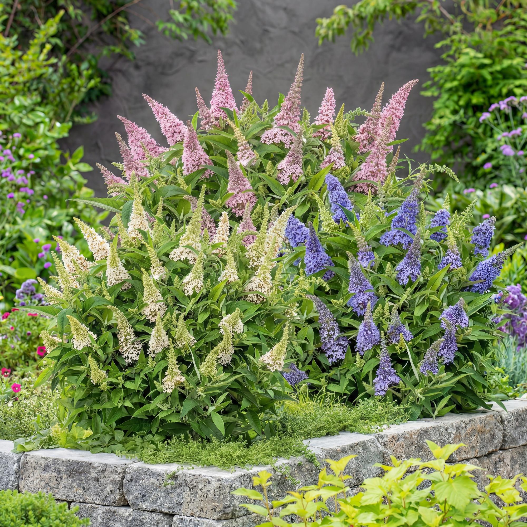 Buddleja davidii Butterfly Candy Little Tricolour - Vlinderstruik - Compact - Roze-Wit-Lila - 3 Planten - Pot 12cm - Hoogte 20-25cm