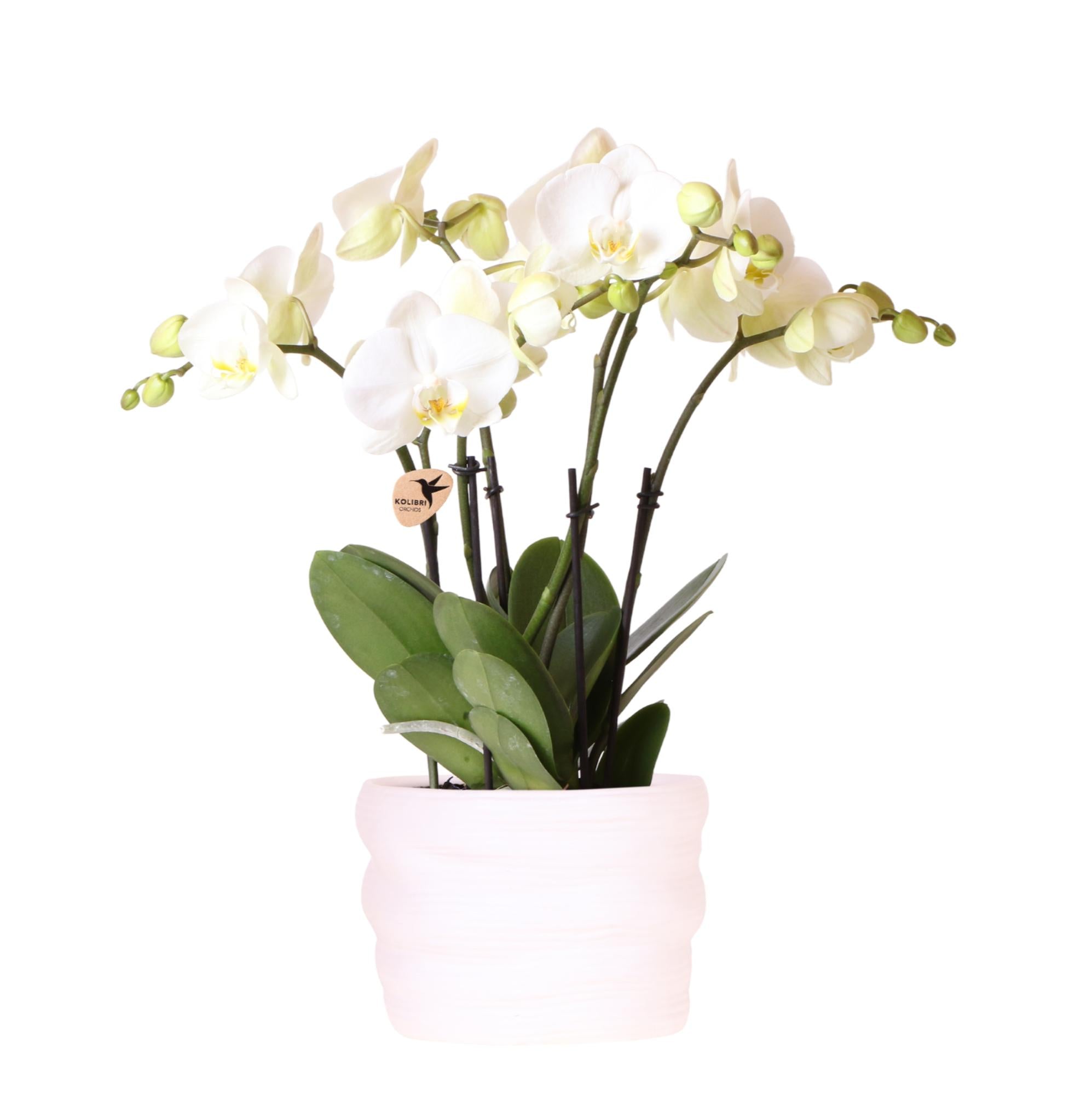 Kolibri-Orchideen | Weiße Orchidee 'Ghent', 12 cm, im Komo-Topf inkl. Wasserreservoir