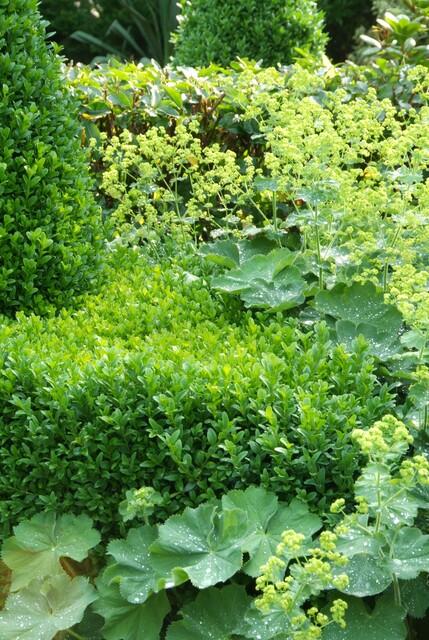 48x Buxus Sempervirens - ↕10-25cm - Ø9cm