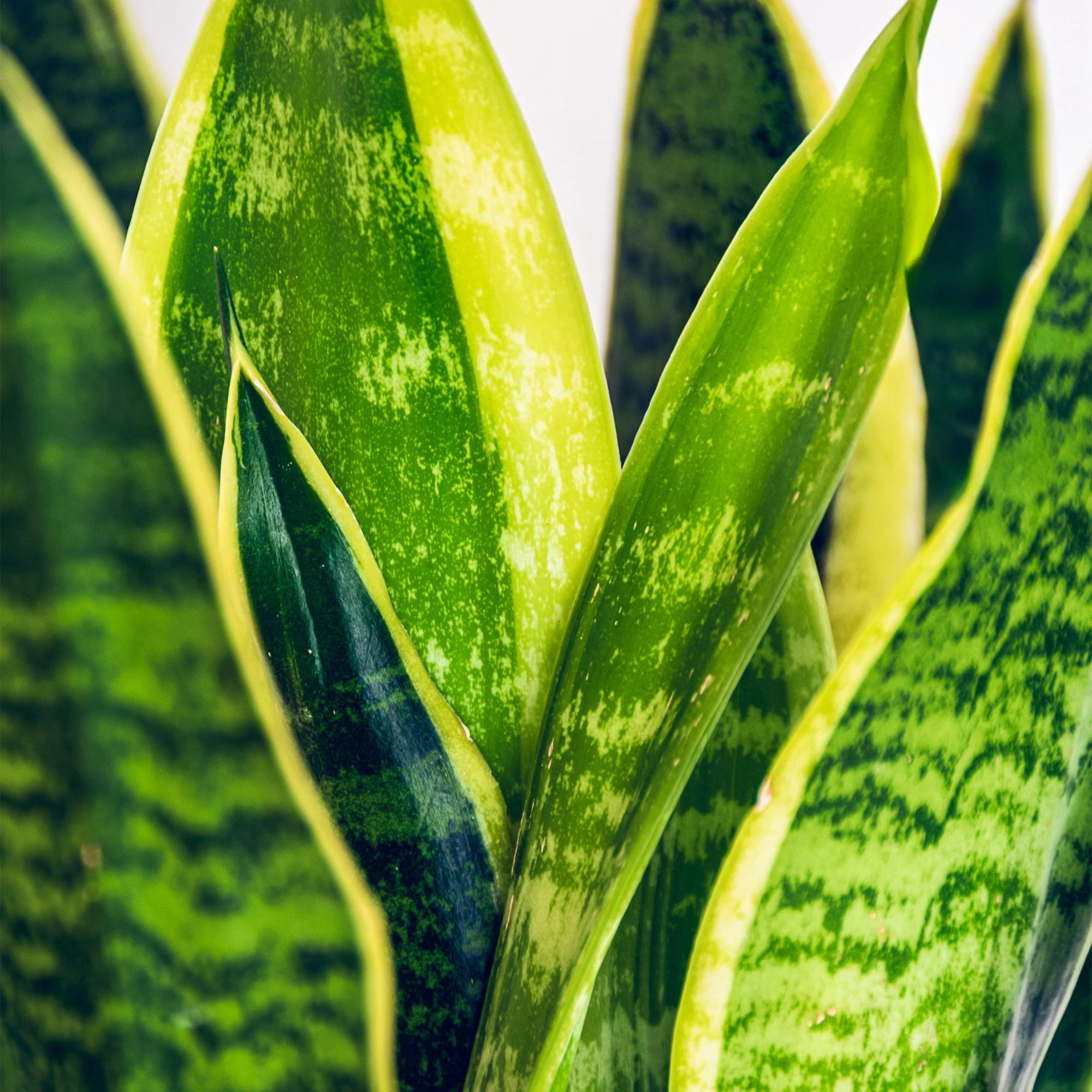 Sanseveria Laurentii - Vrouwentong - Weinig onderhoud - met mand - Groen - 2 Planten - Pot 17cm - Hoogte 60-70cm