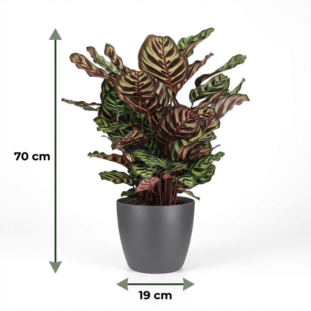 Pauwenplant - Calathea Makoyana - Groen - Weinig onderhoud - 1 Plant - met Potter Grijs - Pot 19cm - Hoogte 70cm