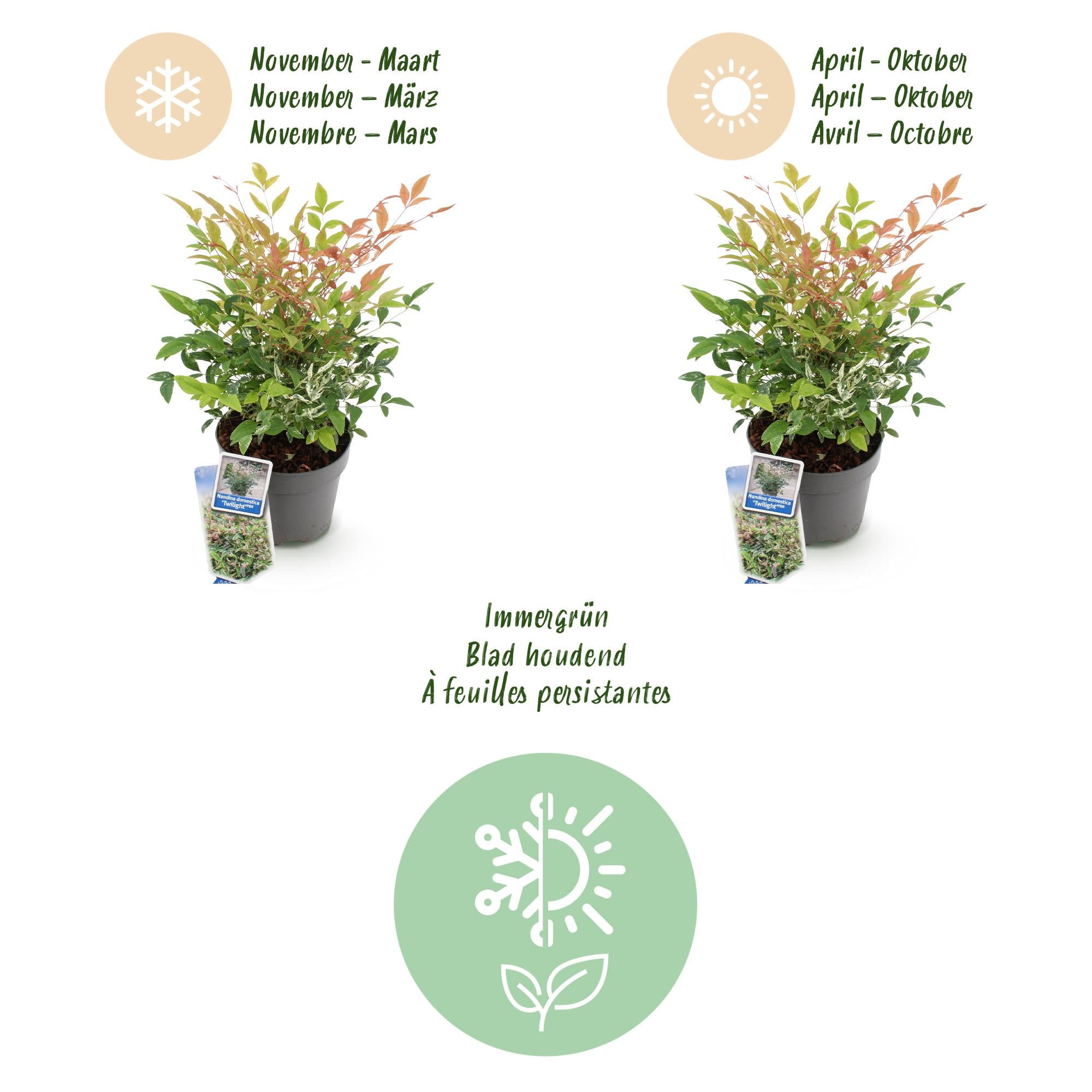 Nandina Twilight - Bont & Roze - 1 Plant - Groenblijvend - Weinig Onderhoud - Pot 17cm Hoogte 45cm