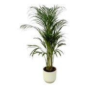 Areca-Palme - ↨110 cm - Ø21 cm inklusive elho Vibes Fold Round weiß D22xH20