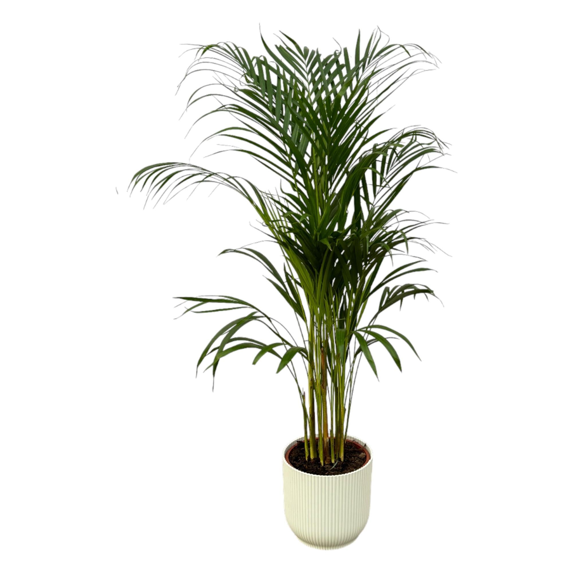 Areca-Palme - ↨110 cm - Ø21 cm inklusive elho Vibes Fold Round weiß D22xH20