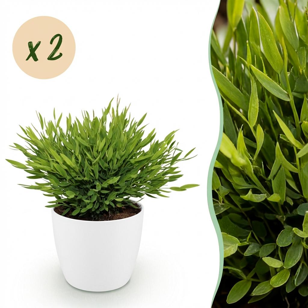 Bamusa Pogonatherum Monica - Kamerbamboe - Huisdiervriendelijke Plant - Groen - 2 Planten - met Potter Wit - Pot 12cm - Hoogte 20cm