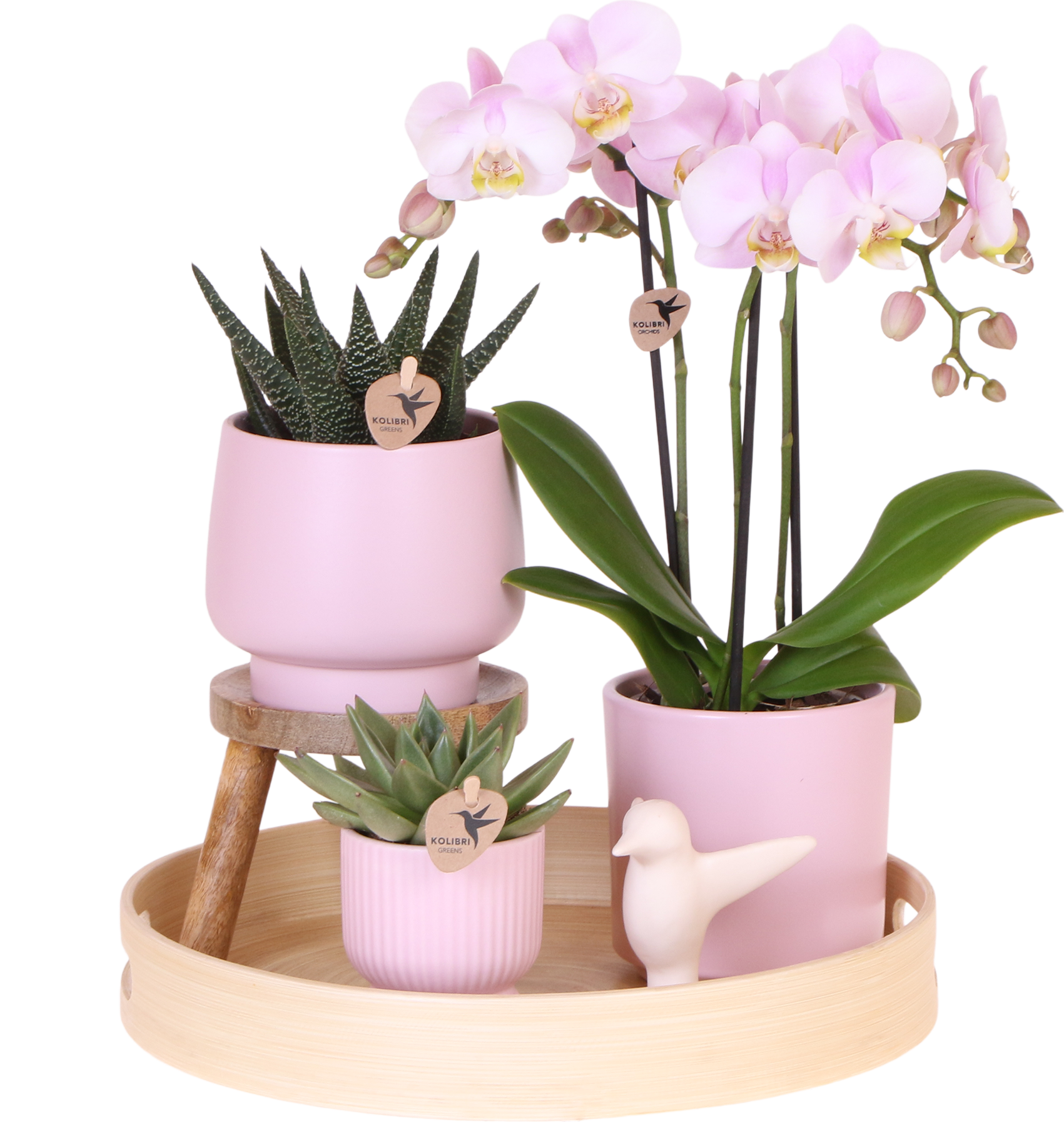 Orchidées Kolibris | Coffret cadeau Fête des Mères | Plante verte avec orchidée Phalaenopsis rose dans des pots décoratifs Simplicity roses sur une assiette en bambou