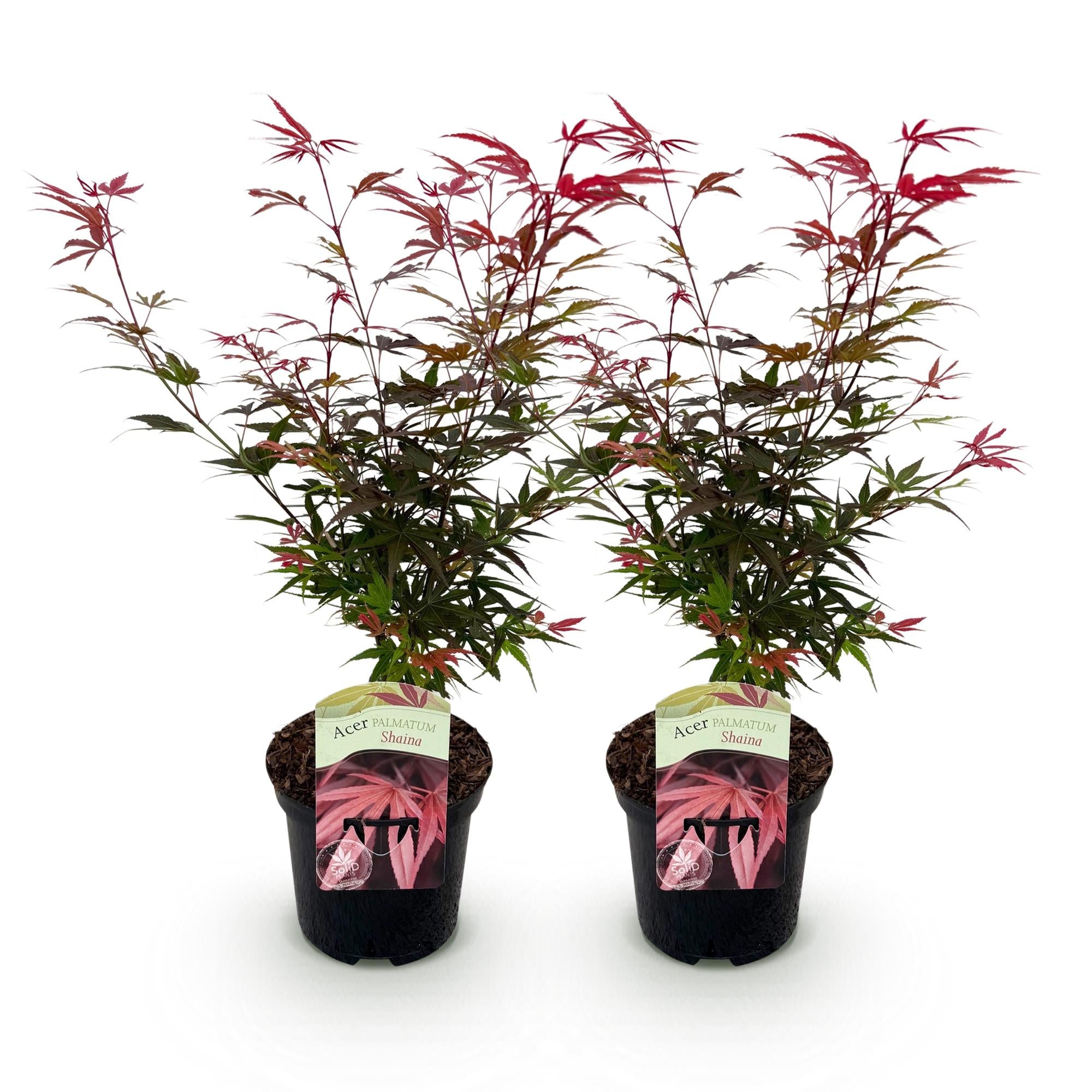 Green boutiQ - Pianta da patio - Acero giapponese - Acer palmatum Shaina - Rosso - 2 piante - Decidua - Vaso 19 cm Altezza 70 cm