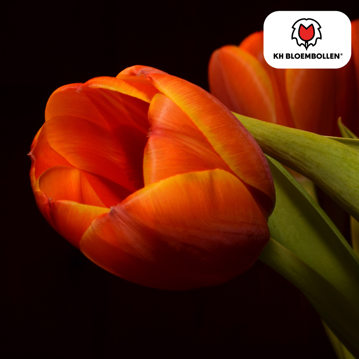Dafeng tulpanlökar – 20 stycken | KH Bloembollen® | Orange tulpan – Storblommig & elegant – För trädgård eller kruka – Storlek 11/12 – Färska från odlaren!