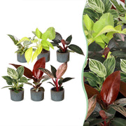 Baby Philodendron Family 6x - Wit - Roze - Geel - Groen - Rood - Tropisch - incl. Linnea Misty Blue - Ø6cm - ↕10-15cm