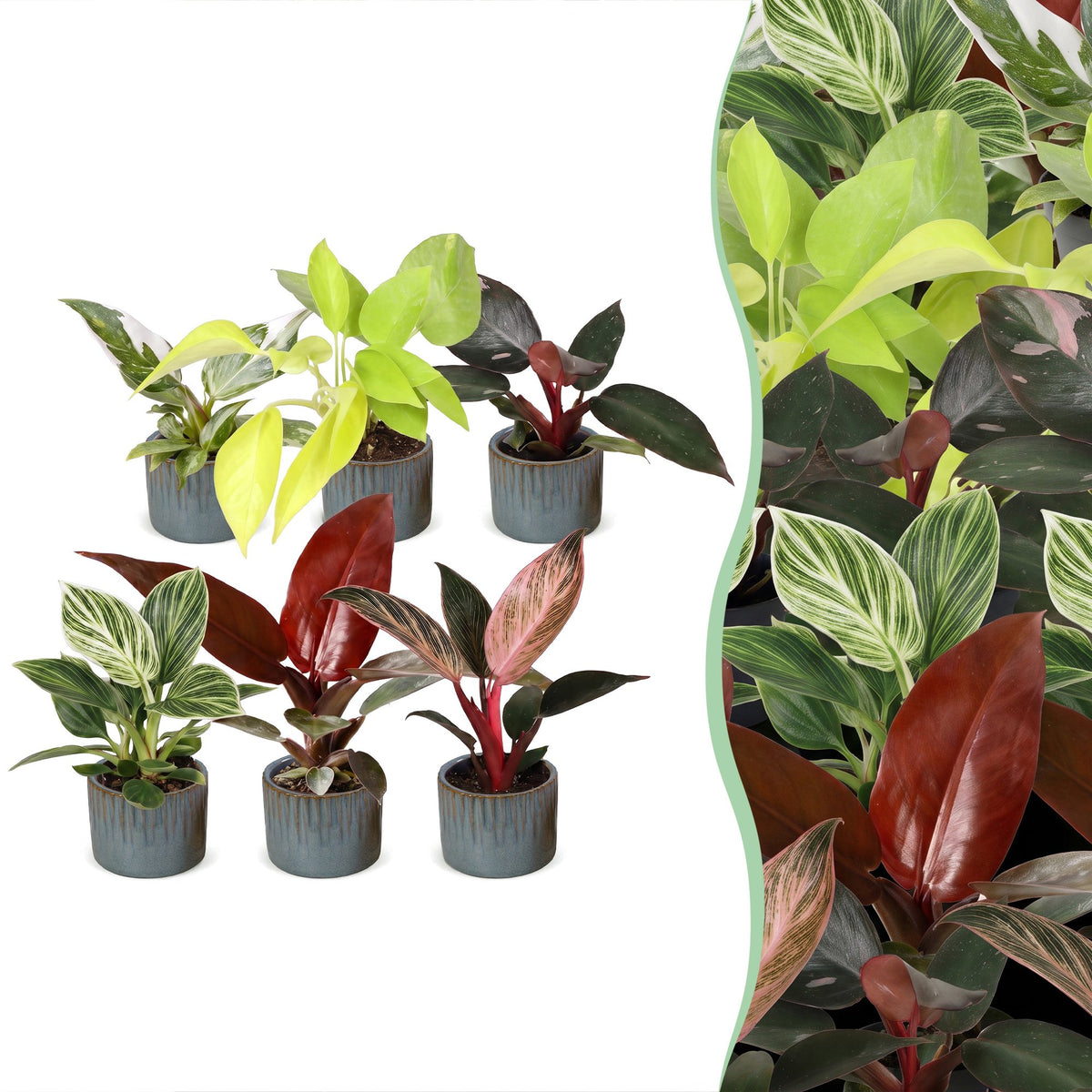 Baby Philodendron Family 6x - Wit - Roze - Geel - Groen - Rood - Tropisch - incl. Linnea Misty Blue - Ø6cm - ↕10-15cm