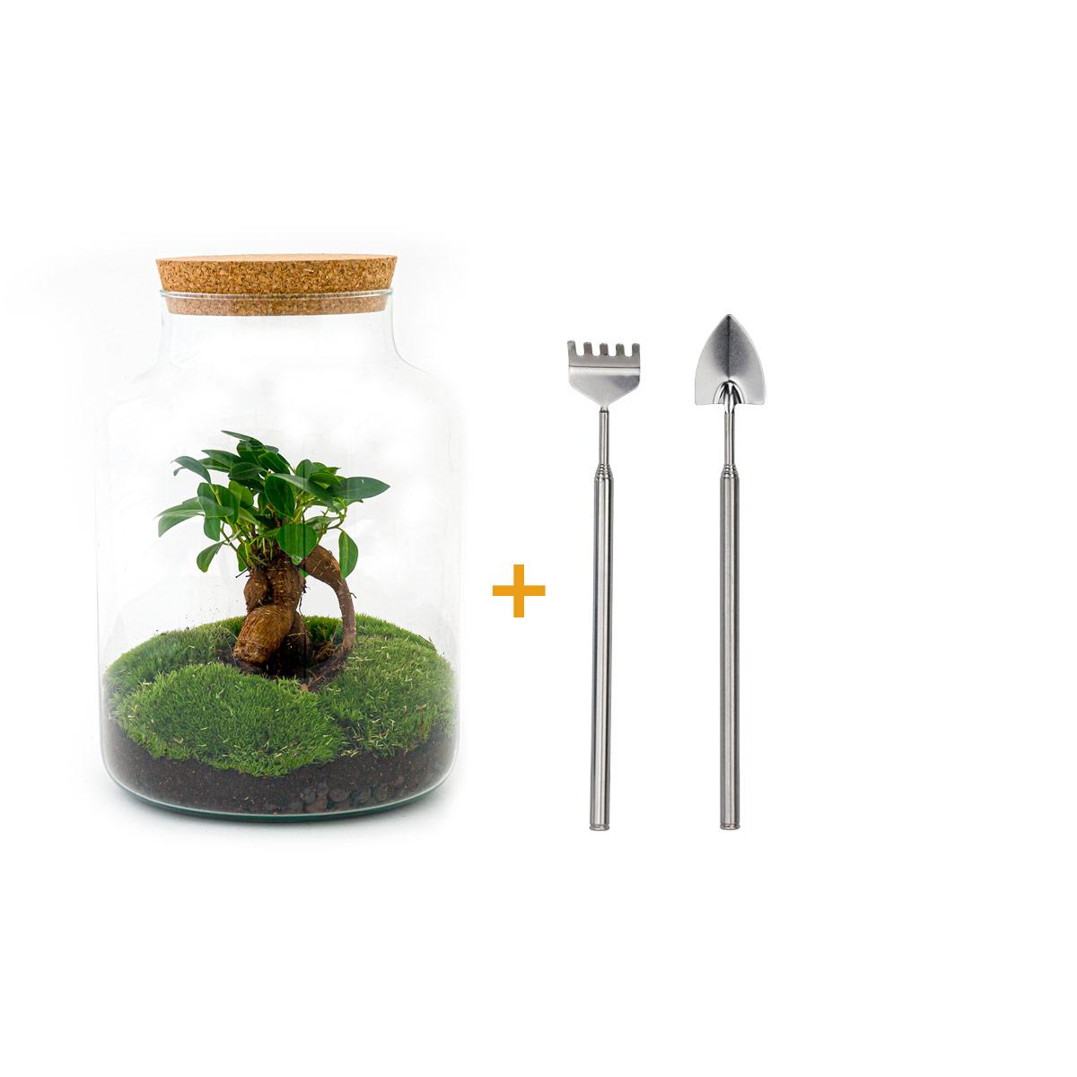 DIY terrarium - Milky met bonsai - ↕ 30 cm  - Rake + Shovel