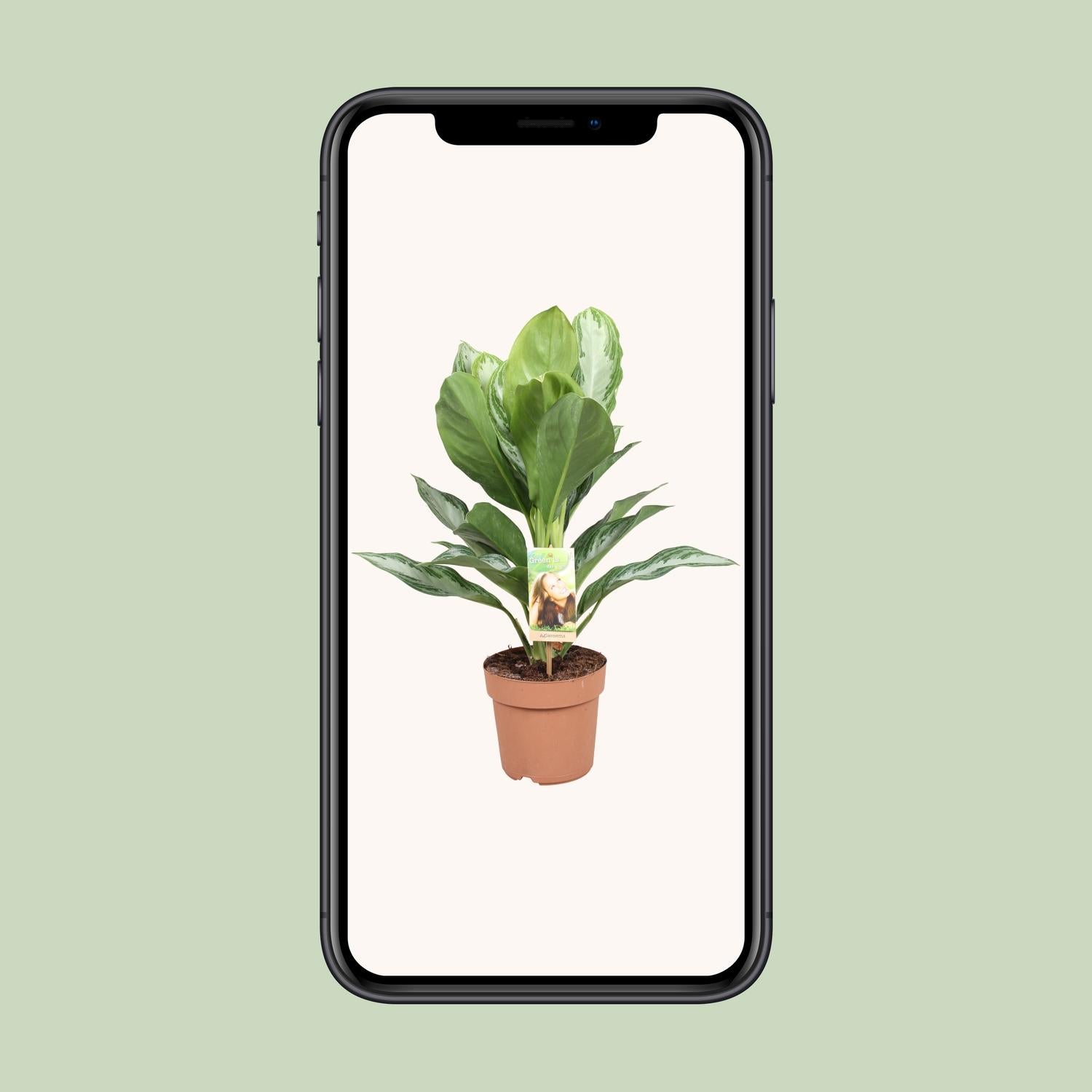 Aglaonema Silver Bay – Chinesische Immergrüne – Ø 17 cm – ↕ 55 cm