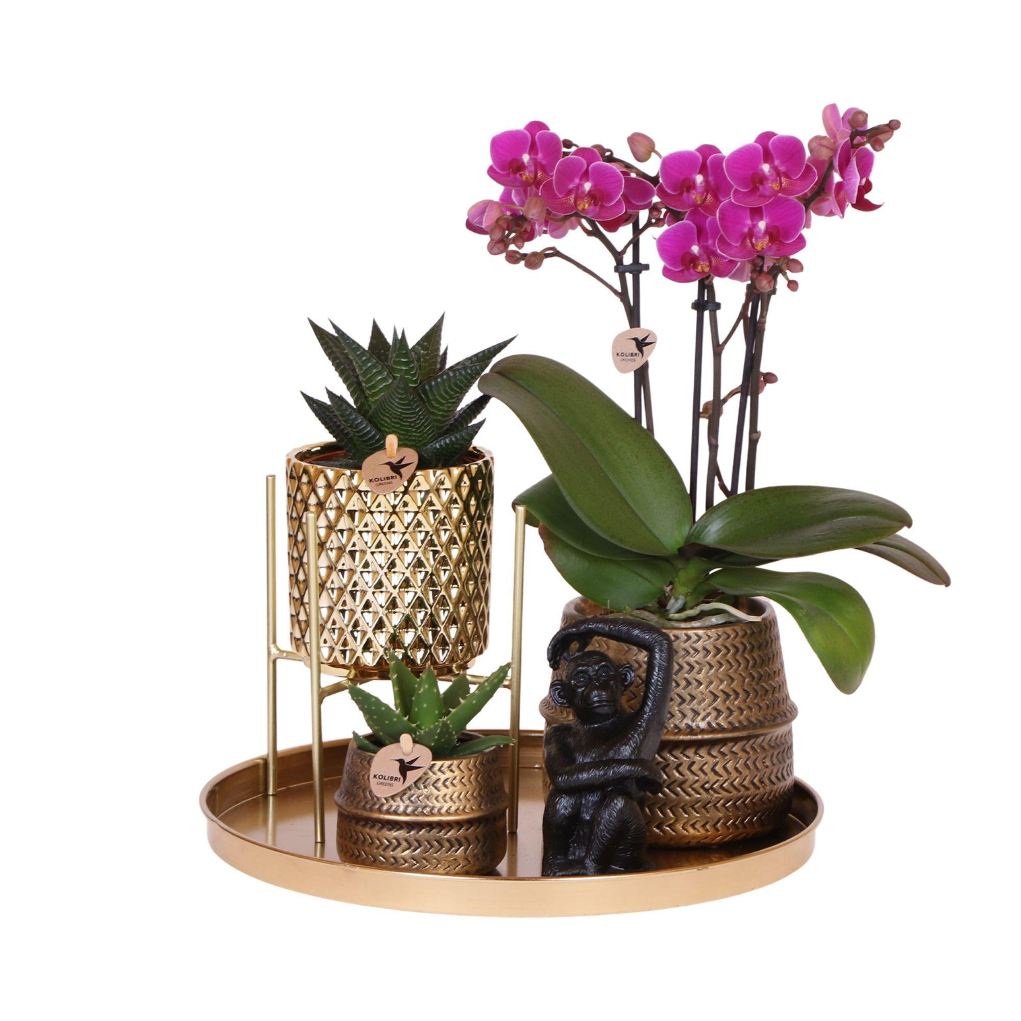 Kolibri Company | Coffret cadeau Hotel Chic | Ensemble de plantes comprenant une orchidée Phalaenopsis violette et des succulentes, avec pots décoratifs en céramique