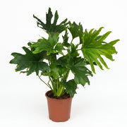 Philodendron Lickety split - Groen - Weinig onderhoud - 1 Plant - Pot 19cm - Hoogte 70cm