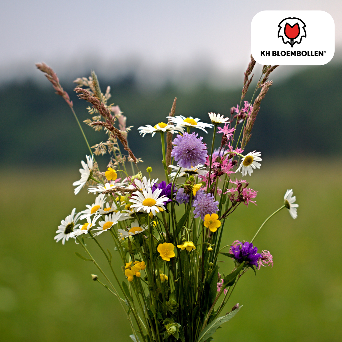 Blanding af vilde blomsterfrø – 100 gram | God til bier, sommerfugle og biodiversitet | ± 30-50 m²