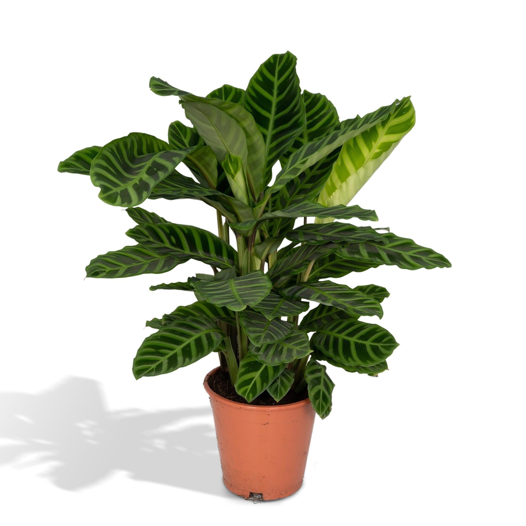 Calathea Zebrina - Pianta di pavone - Ø19cm - ↕80cm