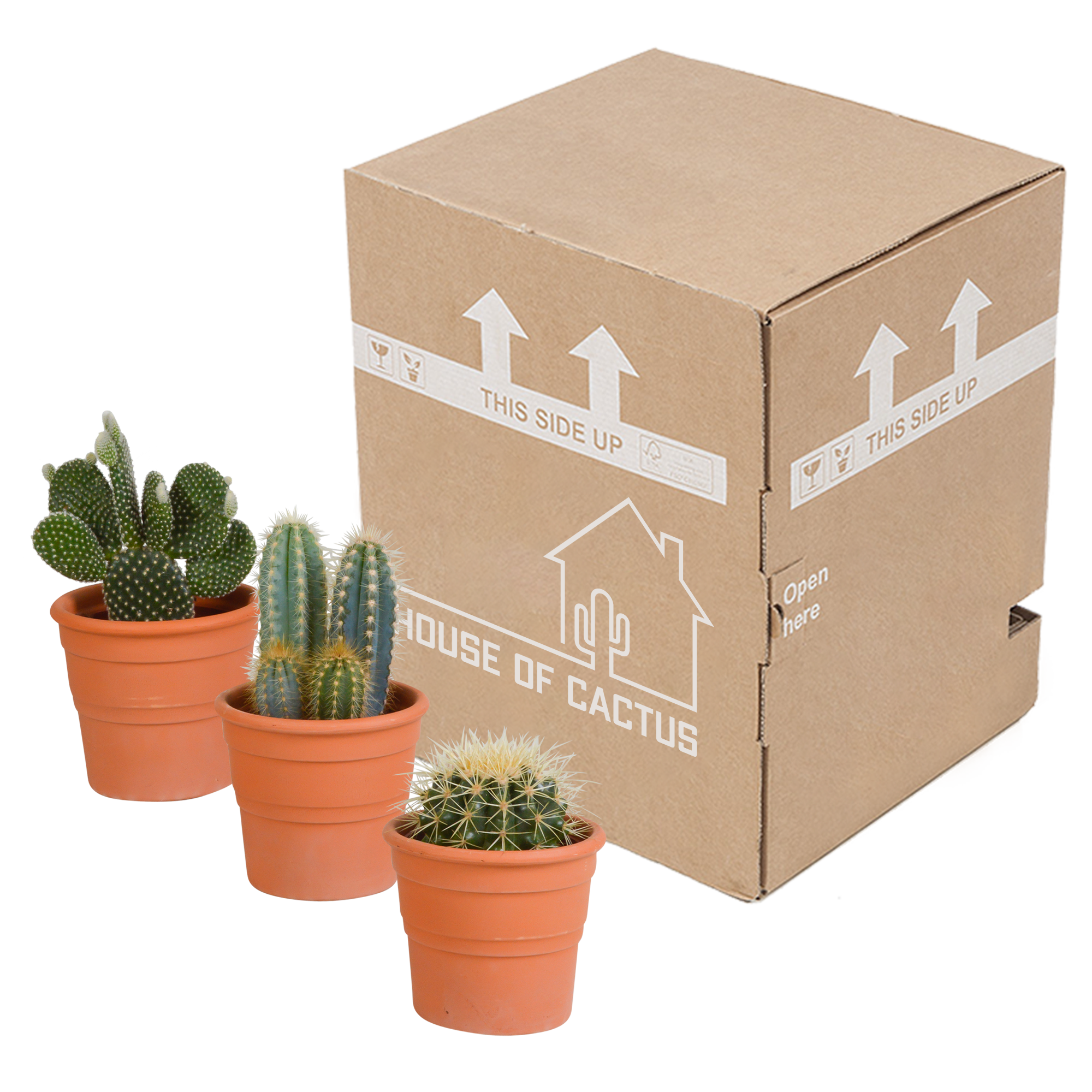 Cactus mix 10.5 cm - in terracotta pot - 3x