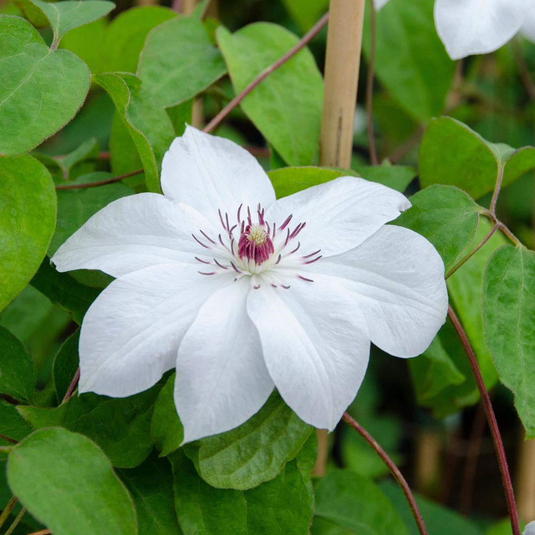 Clematis ‘Miss Bateman’ – P9-Topf – elegante, weiß blühende Kletterpflanze (6 Stück)