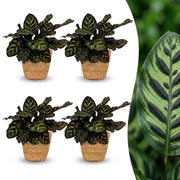 Calathea Makoyana - Pauwenplant - 4x - met Mand - Pot 12cm - Hoogte - 25cm