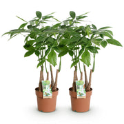 Pachira Aquatica multi stam - Geldboom - Pot 17cm - Hoogte 50-55cm 2x