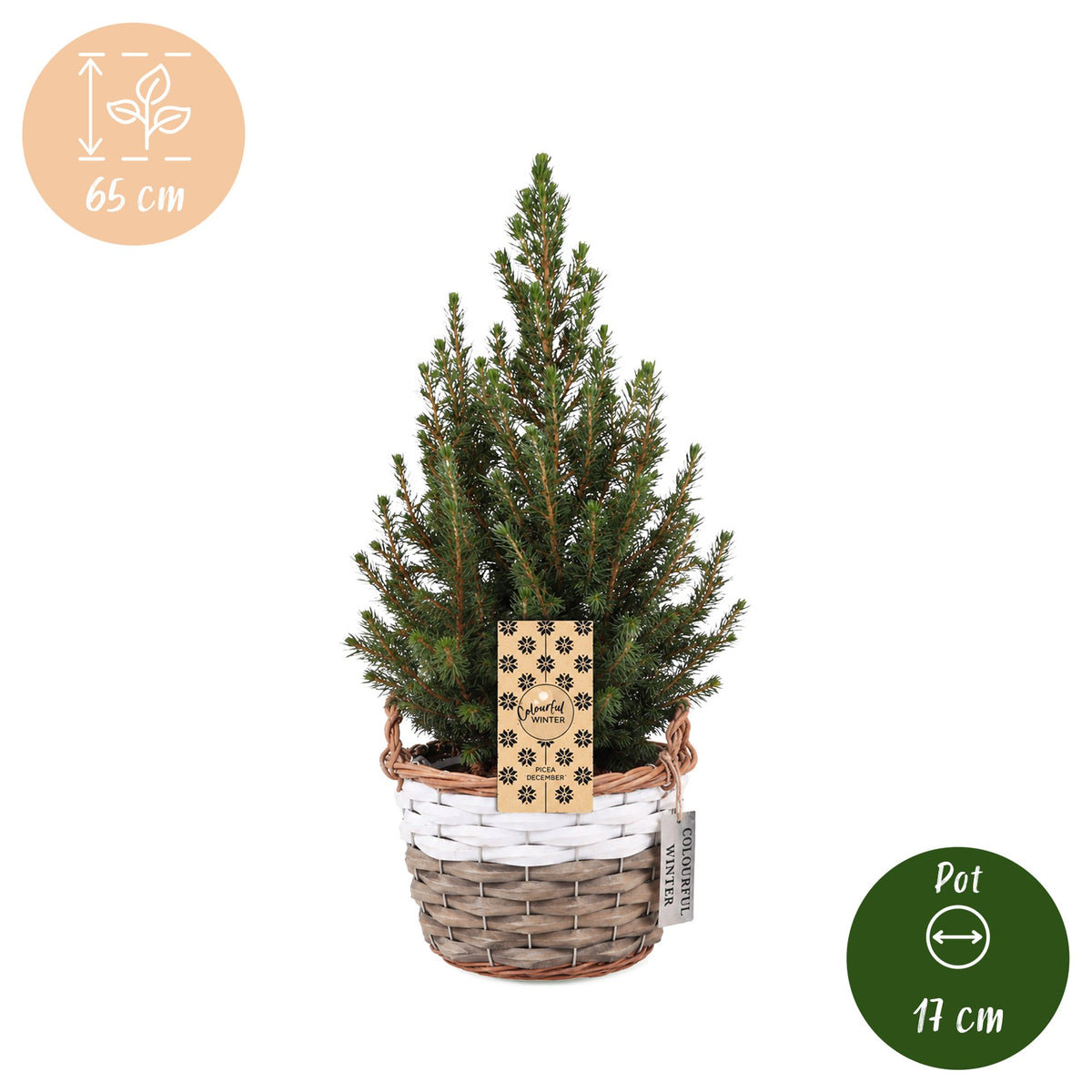 Picea glauca Conica - Kegelspar - Groen - Kerstboom - incl. mand - Ø17cm - ↕65cm